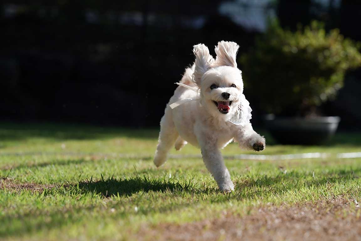 愛犬と一緒にラグジュアリーステイ