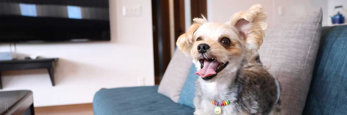 愛犬と一緒にラグジュアリーステイ